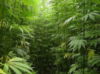 Cómo incursionar en el mercado del Cannabis medicinal en Perú